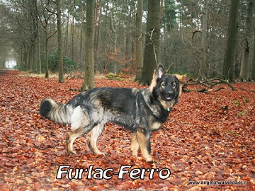 Furlac-Ferro met prachtige rechte rug